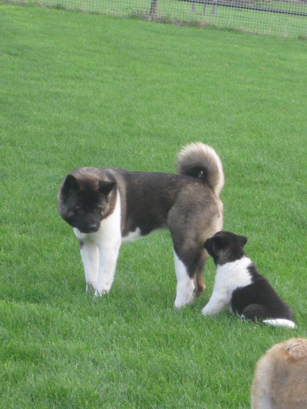 Puppies